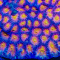 TSA Starlight Glitter Favia Coral