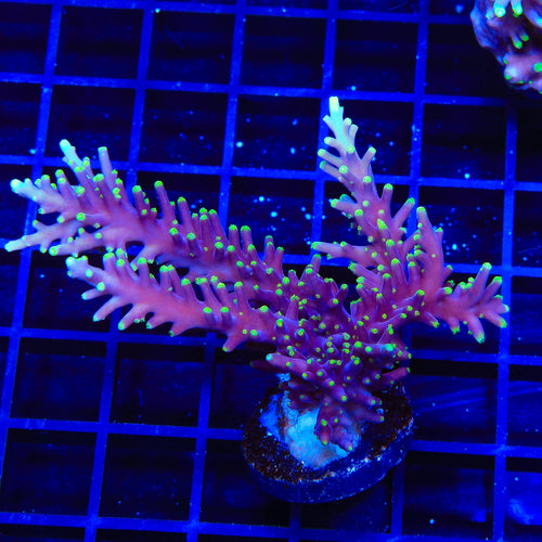 TSA Starlord Acropora Colony Coral
