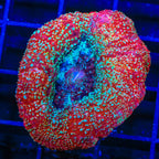 TSA Strawberry Bowerbankii Coral