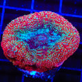 TSA Strawberry Bowerbankii Coral