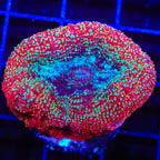TSA Strawberry Bowerbankii Coral