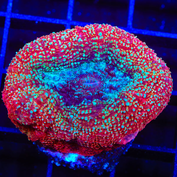 TSA Strawberry Bowerbankii Coral