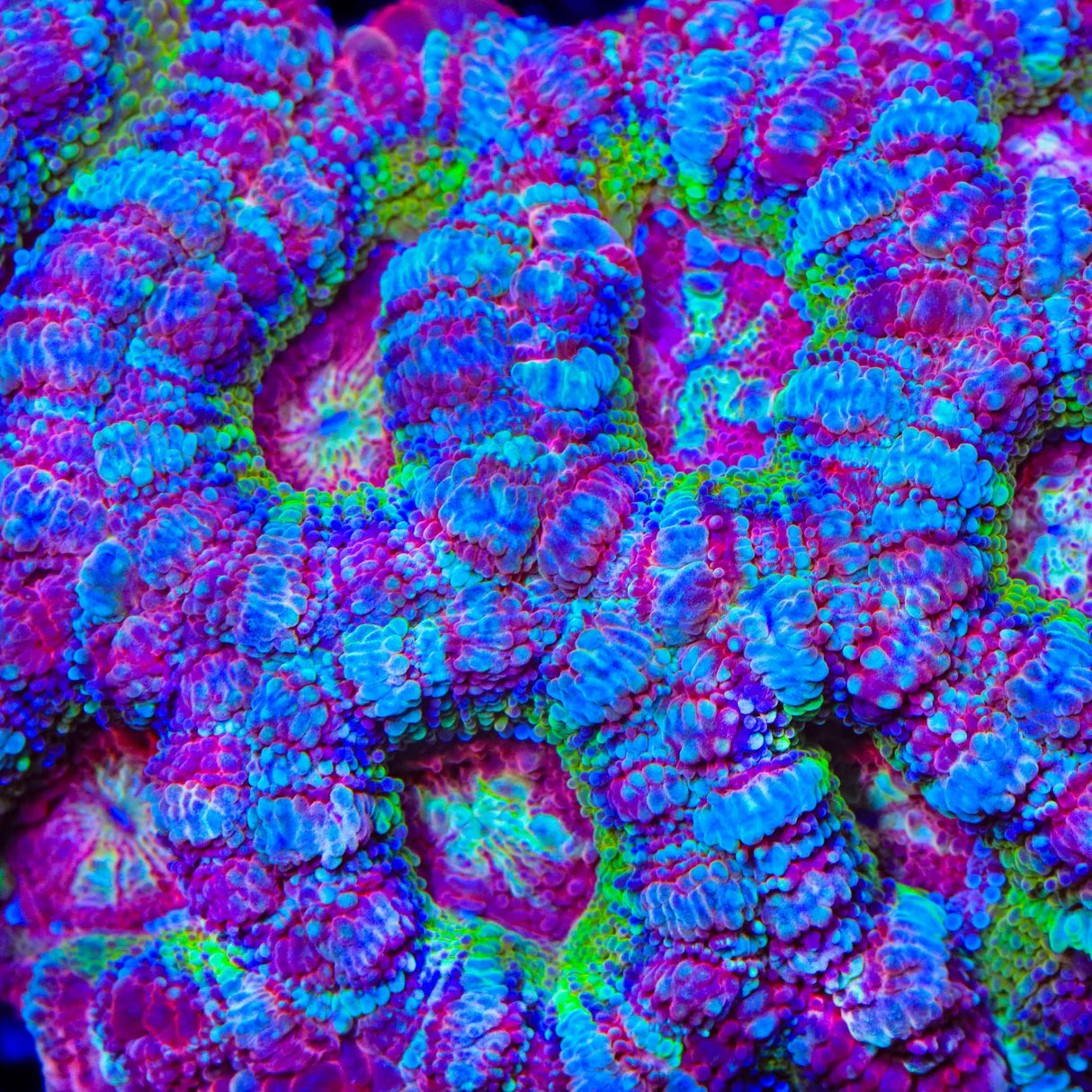 TSA Strawberry Deep Water Acan Coral