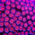 TSA Strawberry Glitter Goniopora Coral