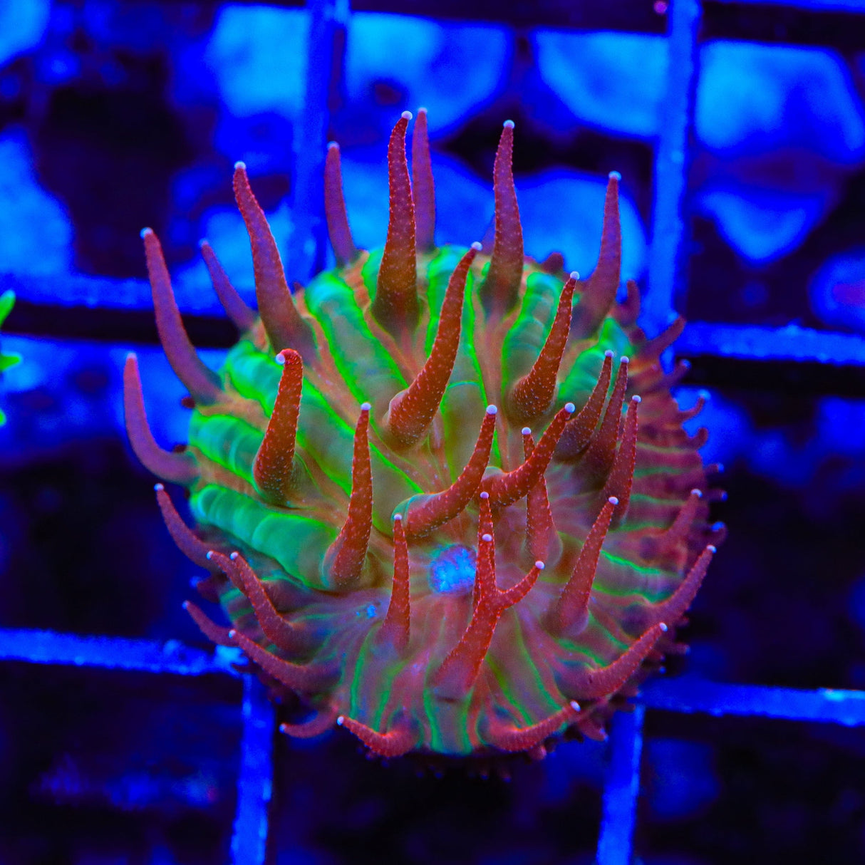 TSA Strawberry Ice Aquacultured Plate Coral