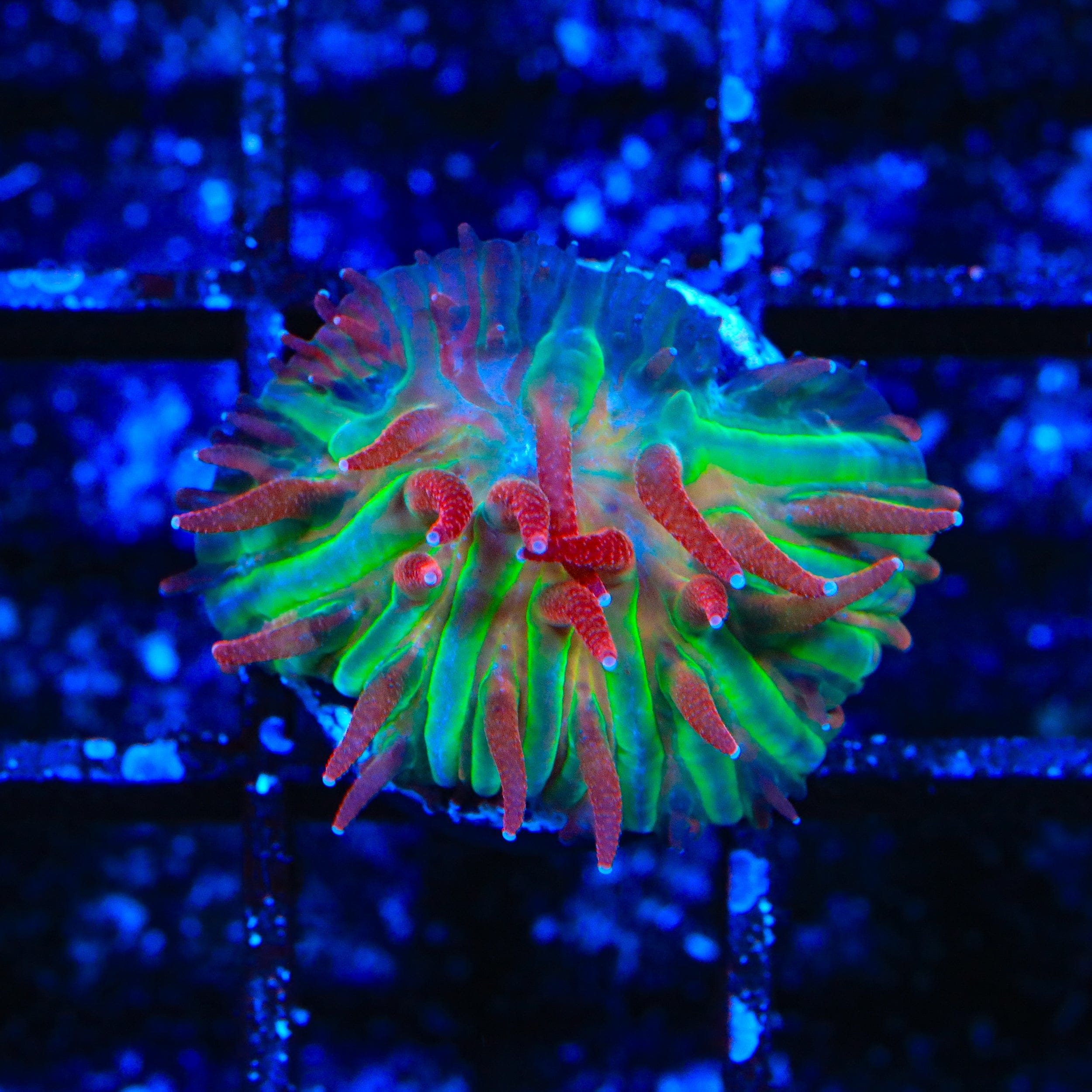 TSA Strawberry Ice Aquacultured Plate Coral