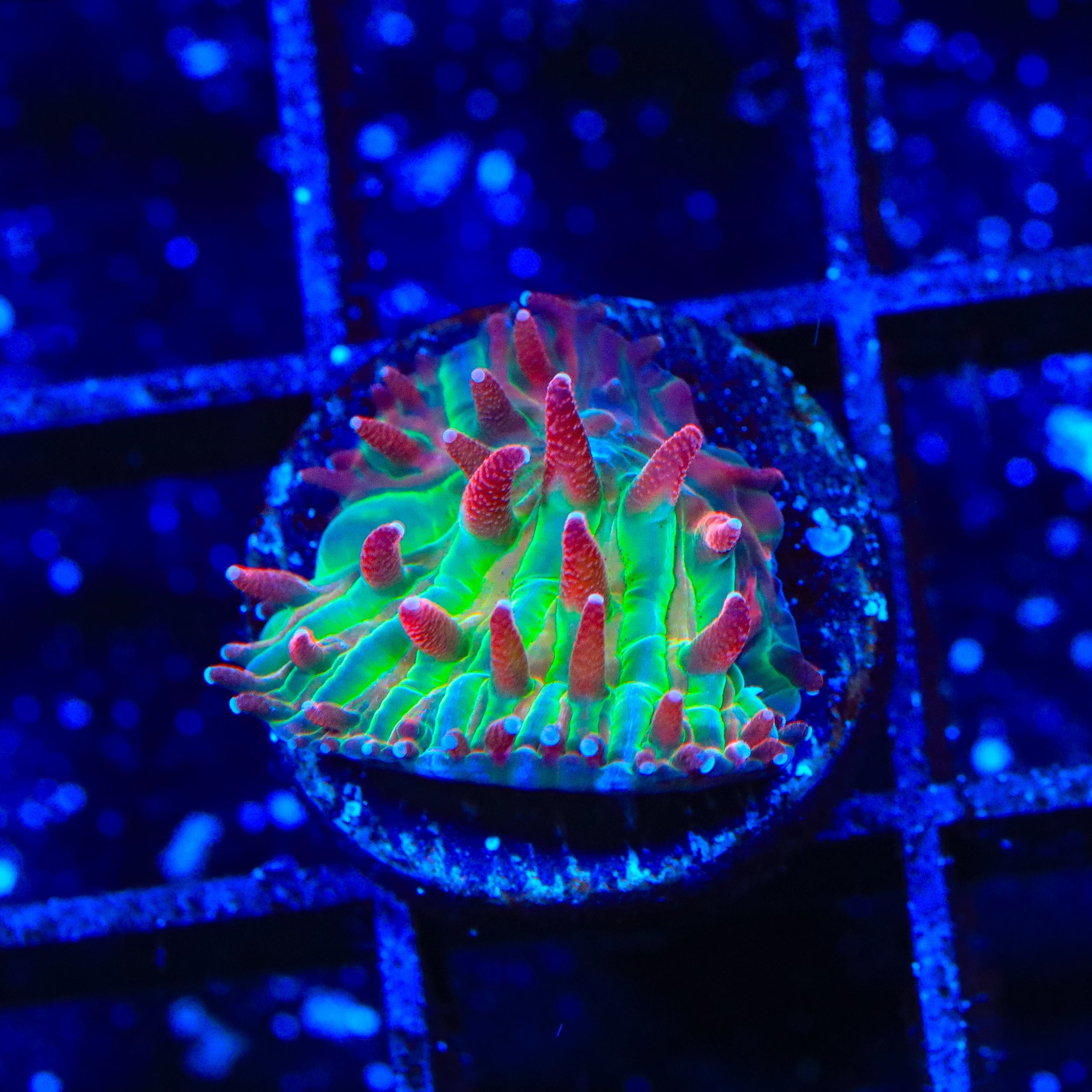 TSA Strawberry Ice Aquacultured Plate Coral