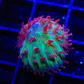 TSA Strawberry Ice Aquacultured Plate Coral