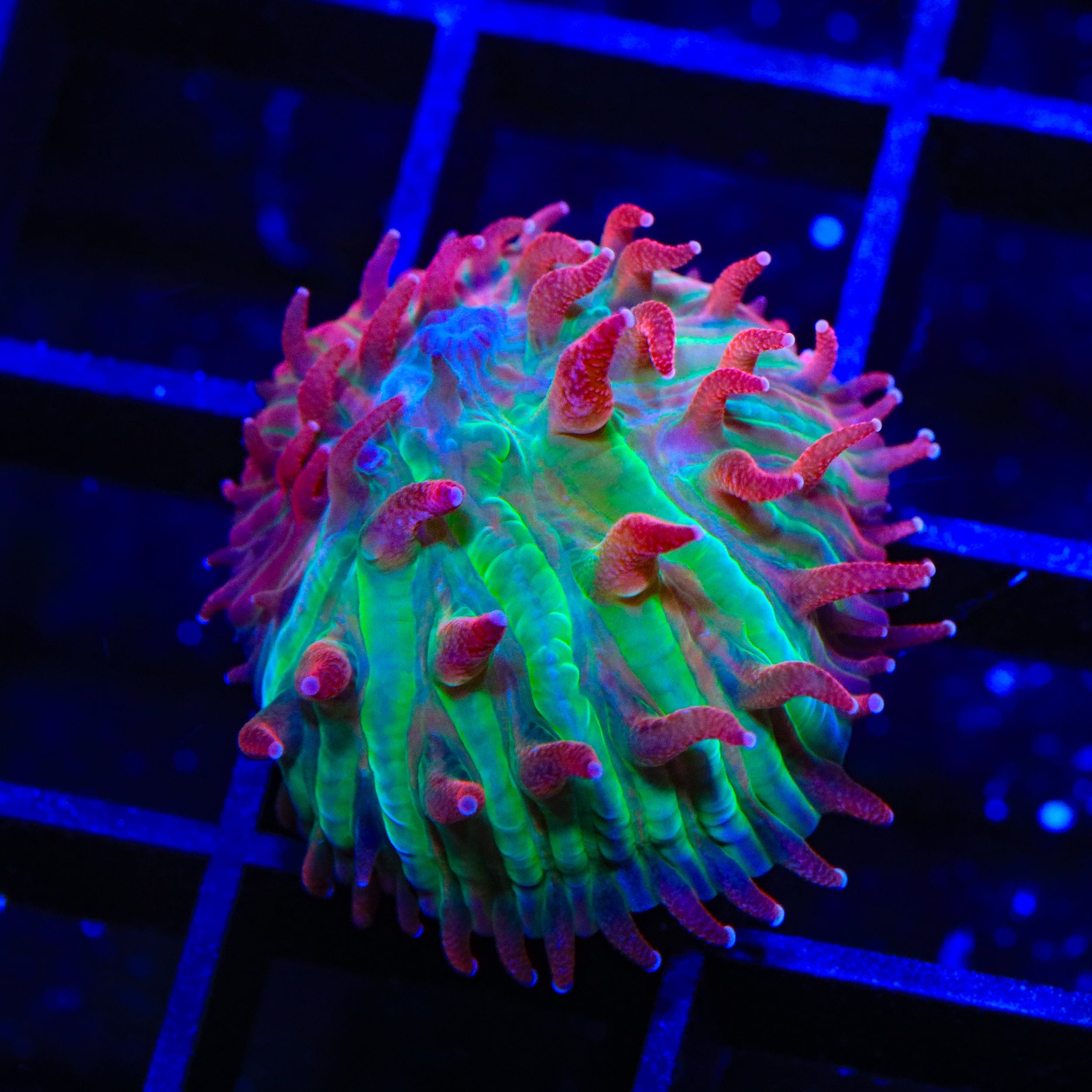 TSA Strawberry Ice Aquacultured Plate Coral