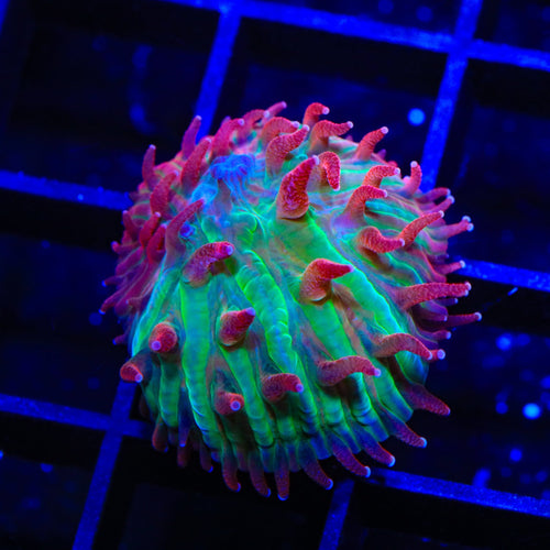 TSA Strawberry Ice Aquacultured Plate Coral