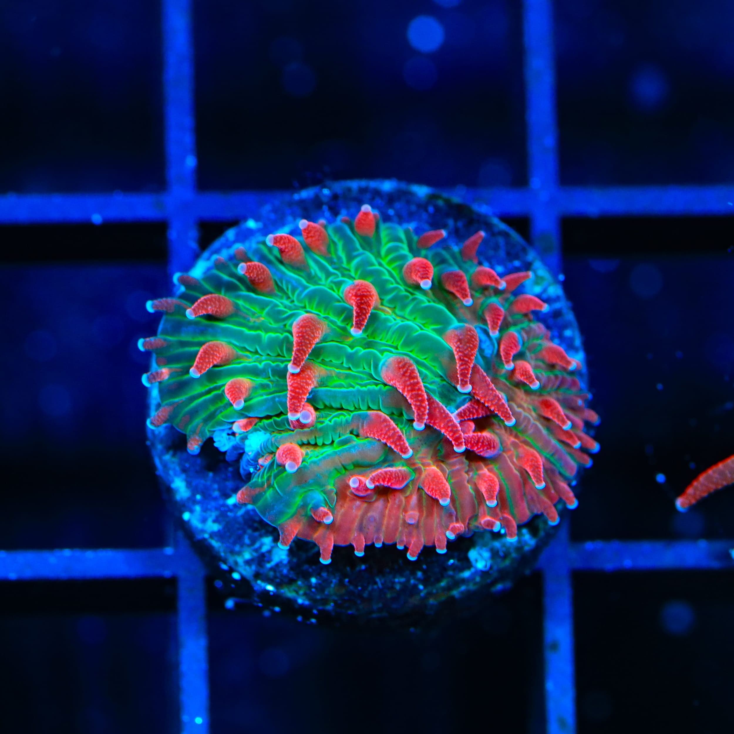 TSA Strawberry Ice Aquacultured Plate Coral