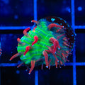 TSA Strawberry Ice Aquacultured Plate Coral