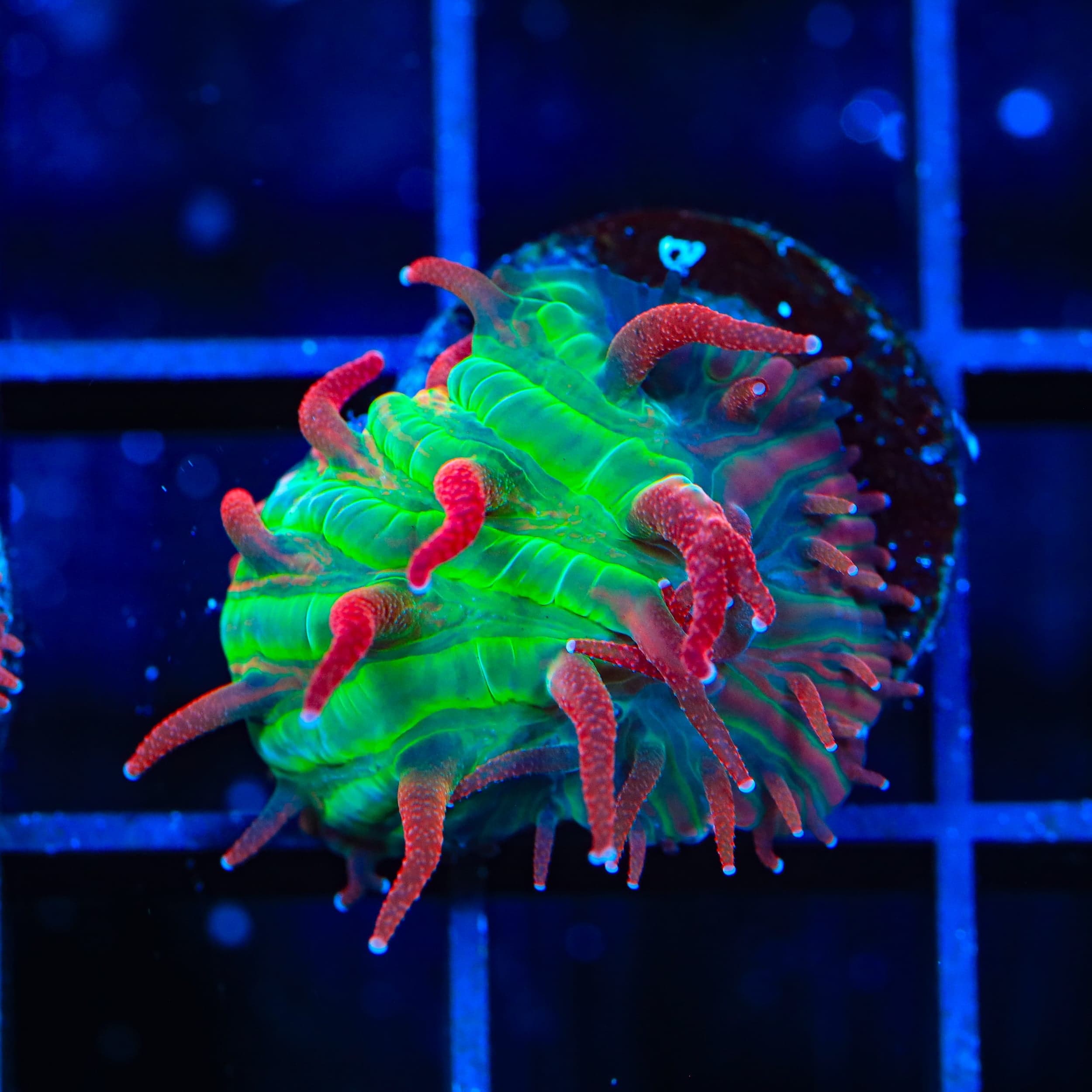 TSA Strawberry Ice Aquacultured Plate Coral
