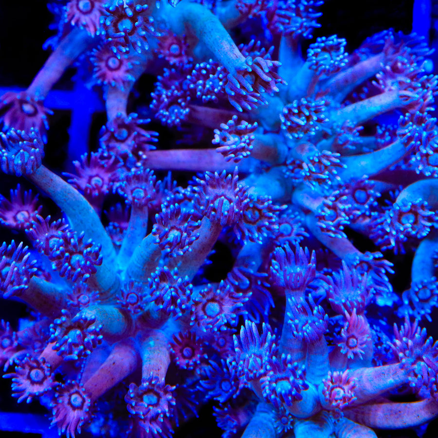 TSA Strawberry Kiwi Goniopora Coral