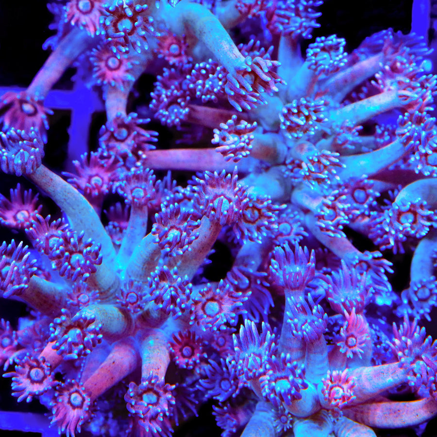 TSA Strawberry Kiwi Goniopora Coral