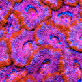 TSA Strawberry Shake Acan Coral