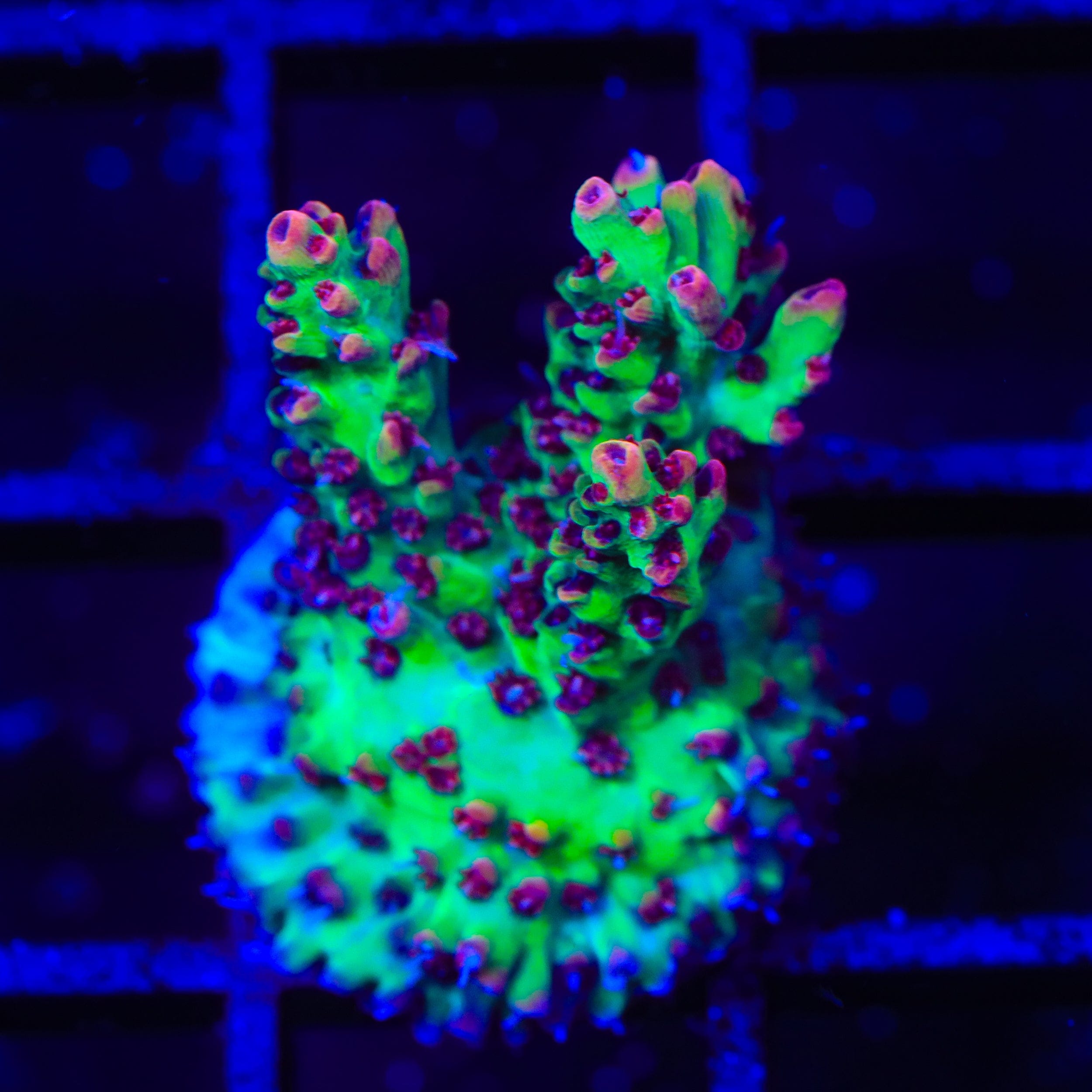 TSA Strawberry Shortcake Acropora Coral