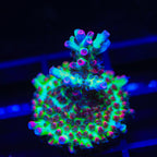 TSA Strawberry Shortcake Acropora Coral