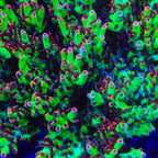 TSA Strawberry Shortcake Acropora Coral