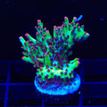 TSA Strawberry Shortcake Acropora XL Frag Coral