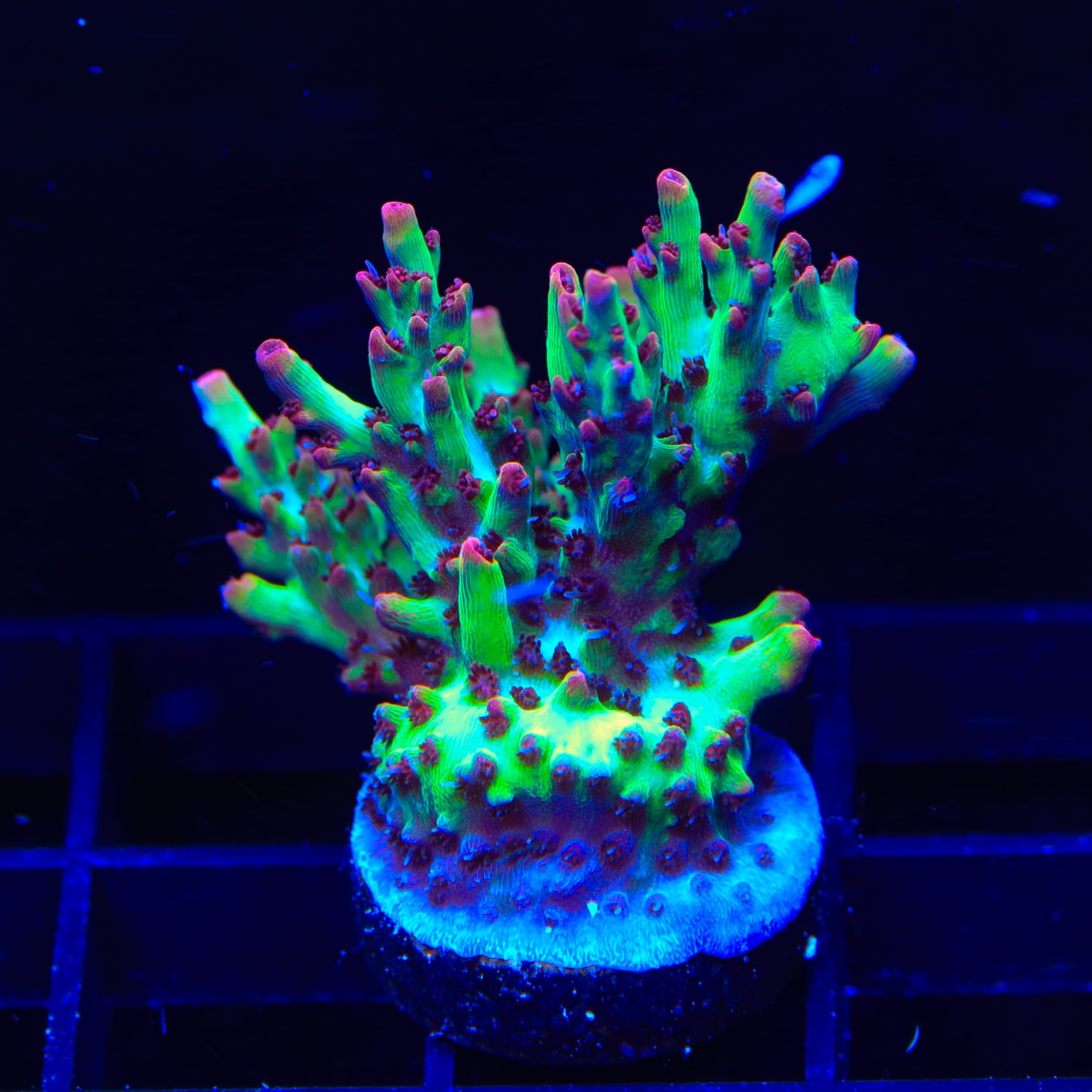 TSA Strawberry Shortcake Acropora XL Frag Coral