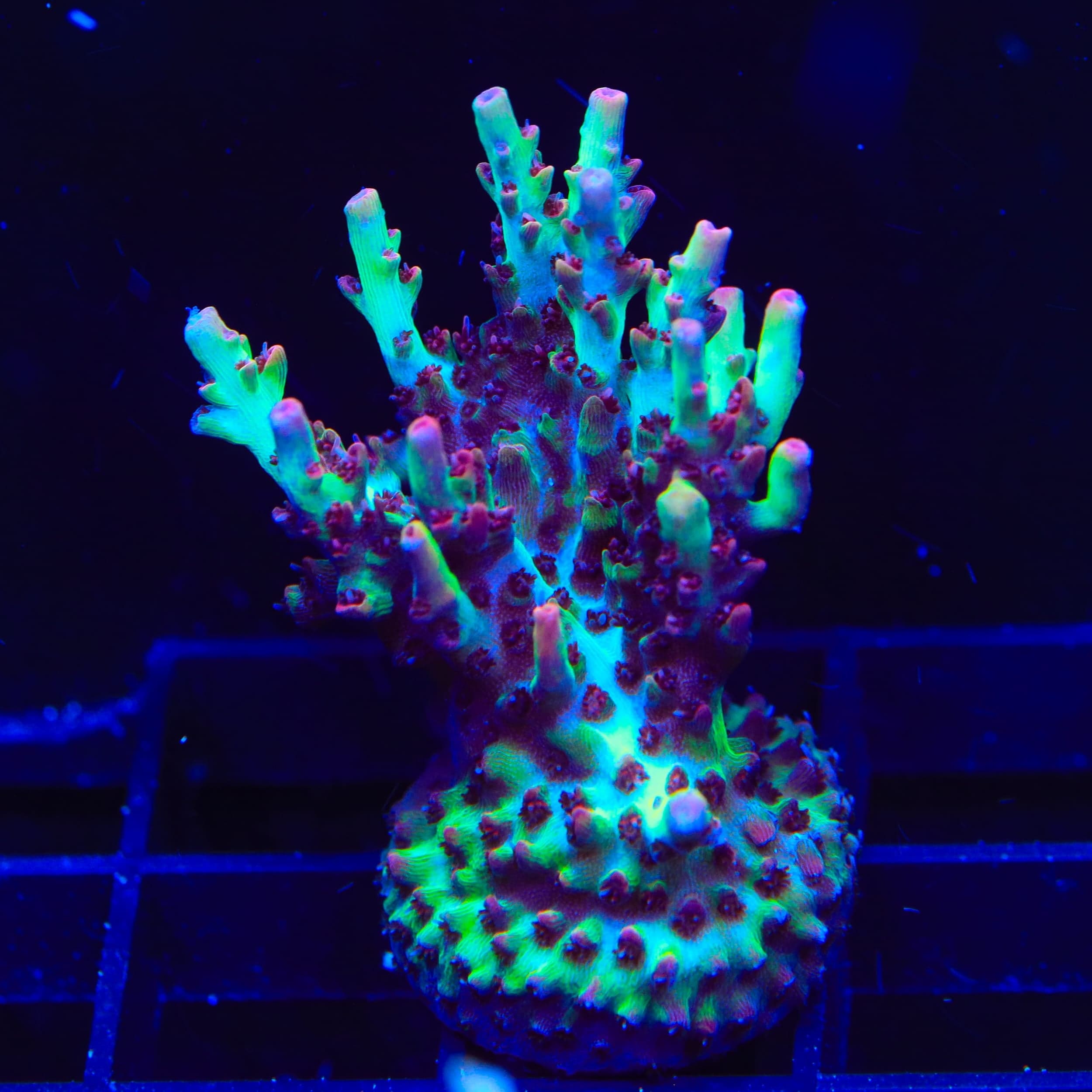 TSA Strawberry Shortcake Acropora XL Frag Coral