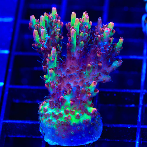 TSA Strawberry Shortcake Acropora XL Frag Coral