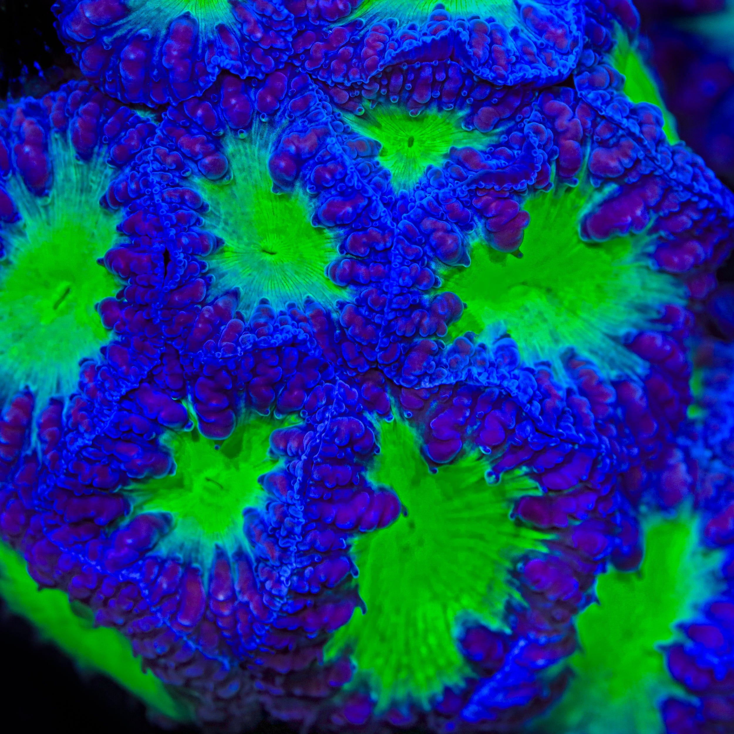 TSA Suckerberry Pie Blastomussa Coral