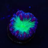 TSA Suckerberry Pie Blastomussa Coral