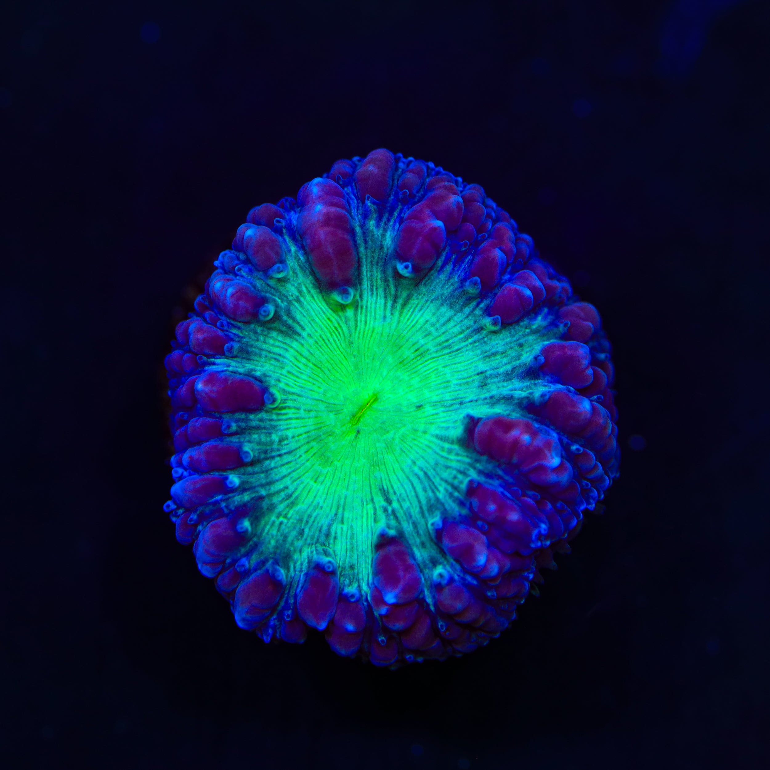 TSA Suckerberry Pie Blastomussa Coral
