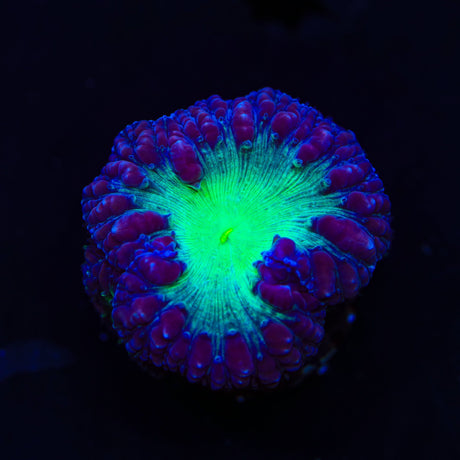 TSA Suckerberry Pie Blastomussa Coral