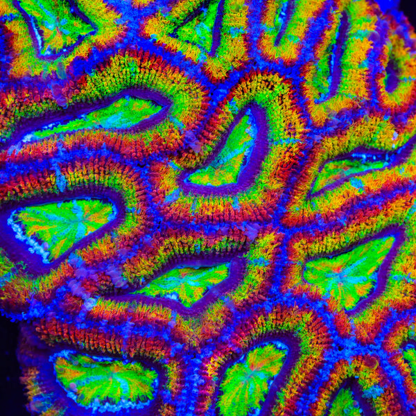 TSA Sugar Rush Acan Coral