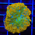 TSA Sun Mushroom Coral