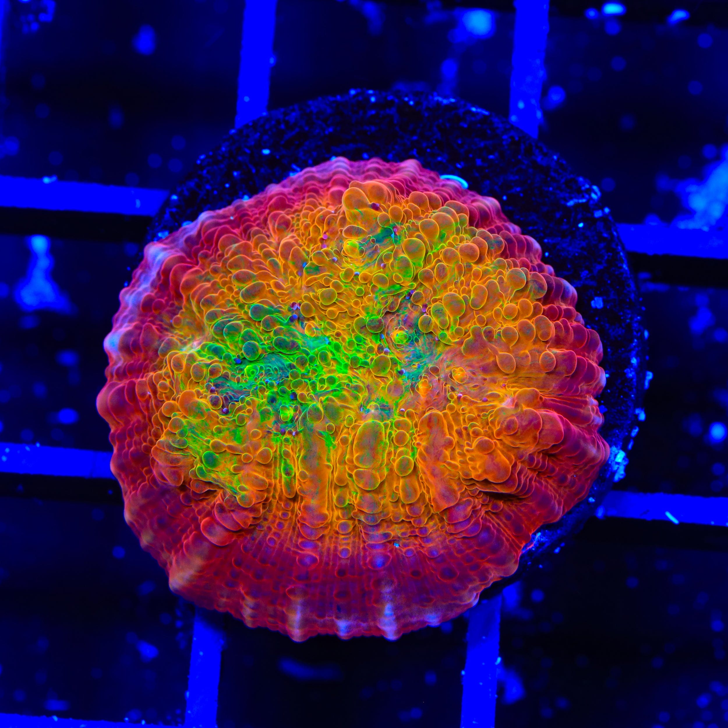 TSA Sunburst Chalice Coral