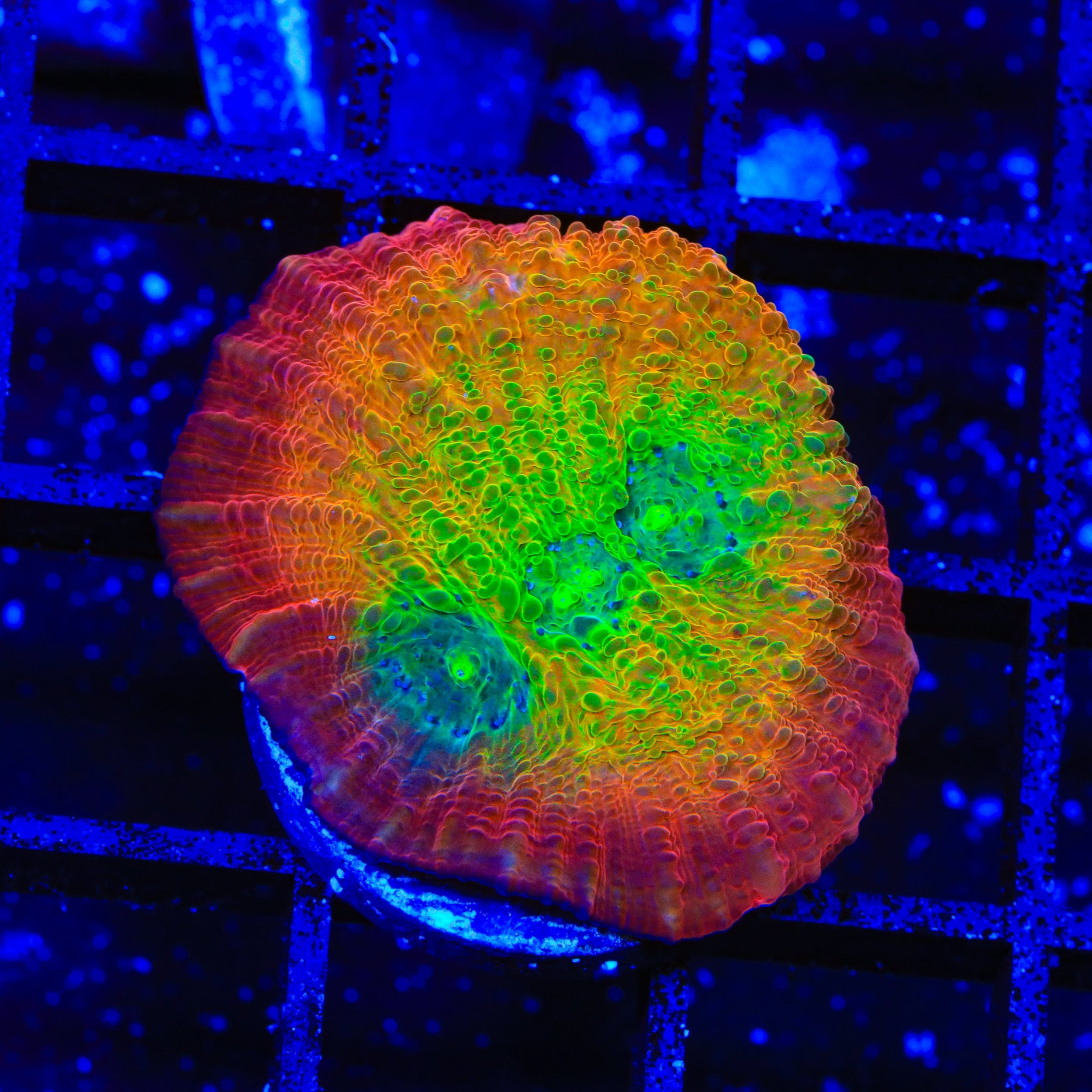 TSA Sunburst Chalice Coral