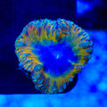 TSA Sunflower Blastomussa Coral