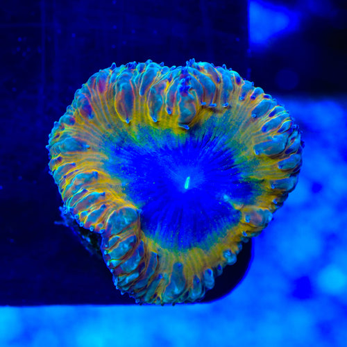 TSA Sunflower Blastomussa Coral