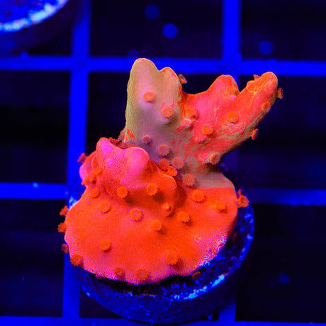 TSA Sunny D Splash Grafted Setosa Montipora Coral