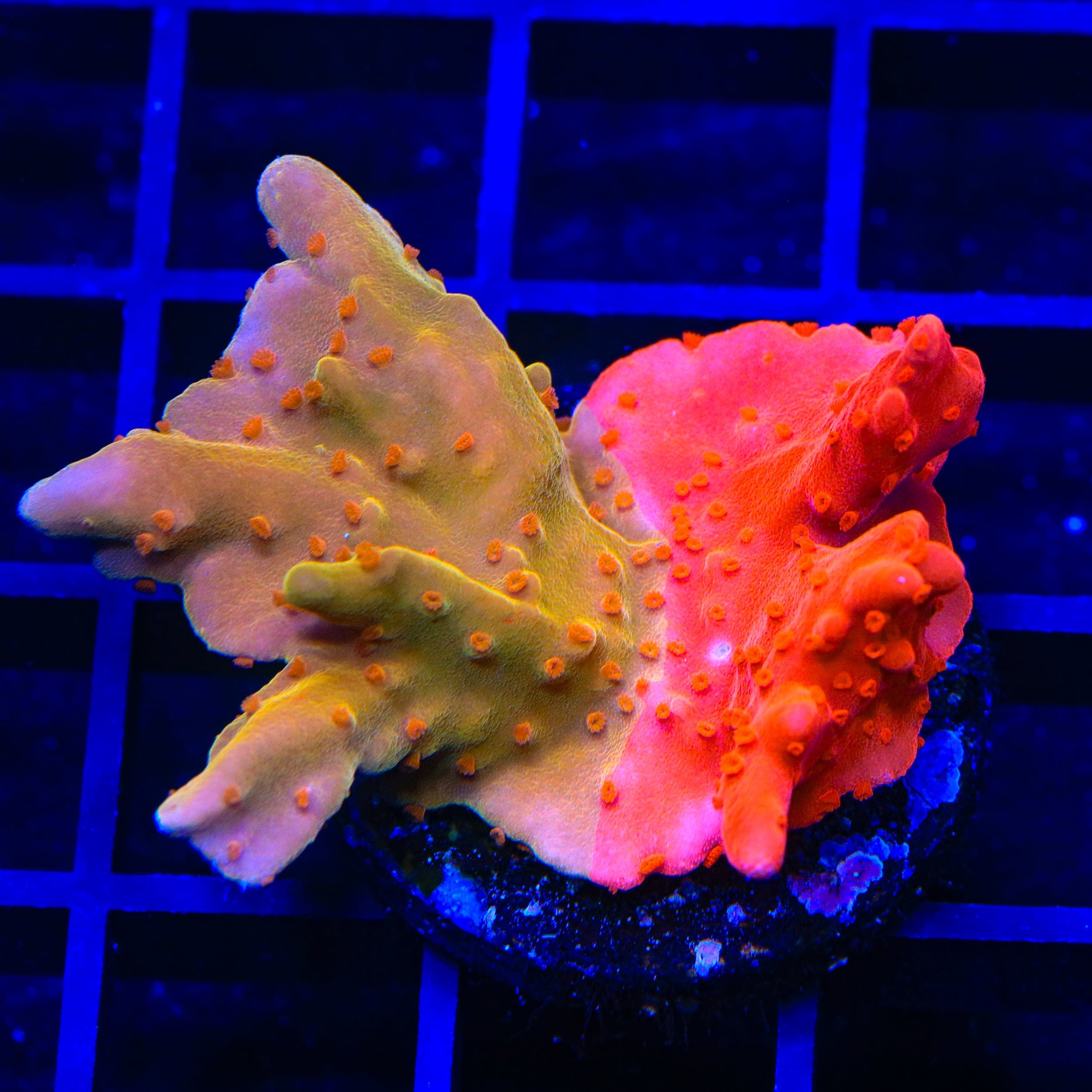 TSA Sunny D Splash Grafted Setosa Montipora Coral