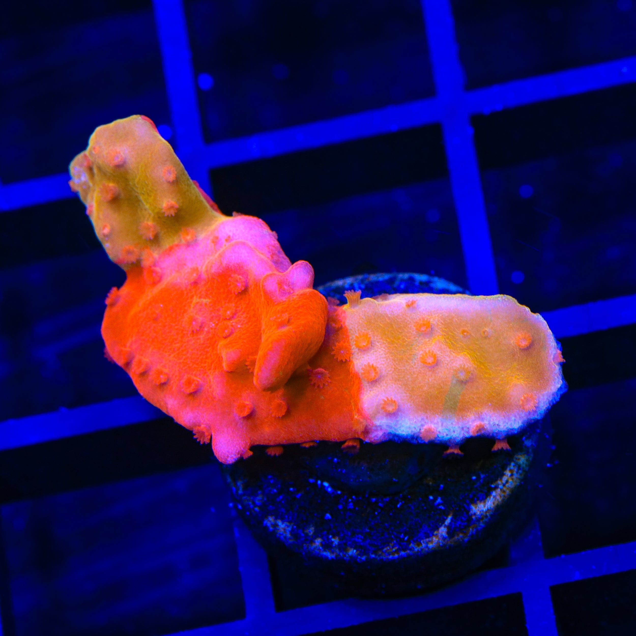 TSA Sunny D Splash Grafted Setosa Montipora Coral