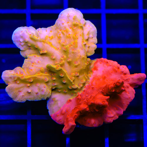 TSA Sunny D Splash Grafted Setosa Montipora XL Frag Coral