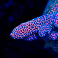 TSA Sunset Crush Spathulata Acropora Coral