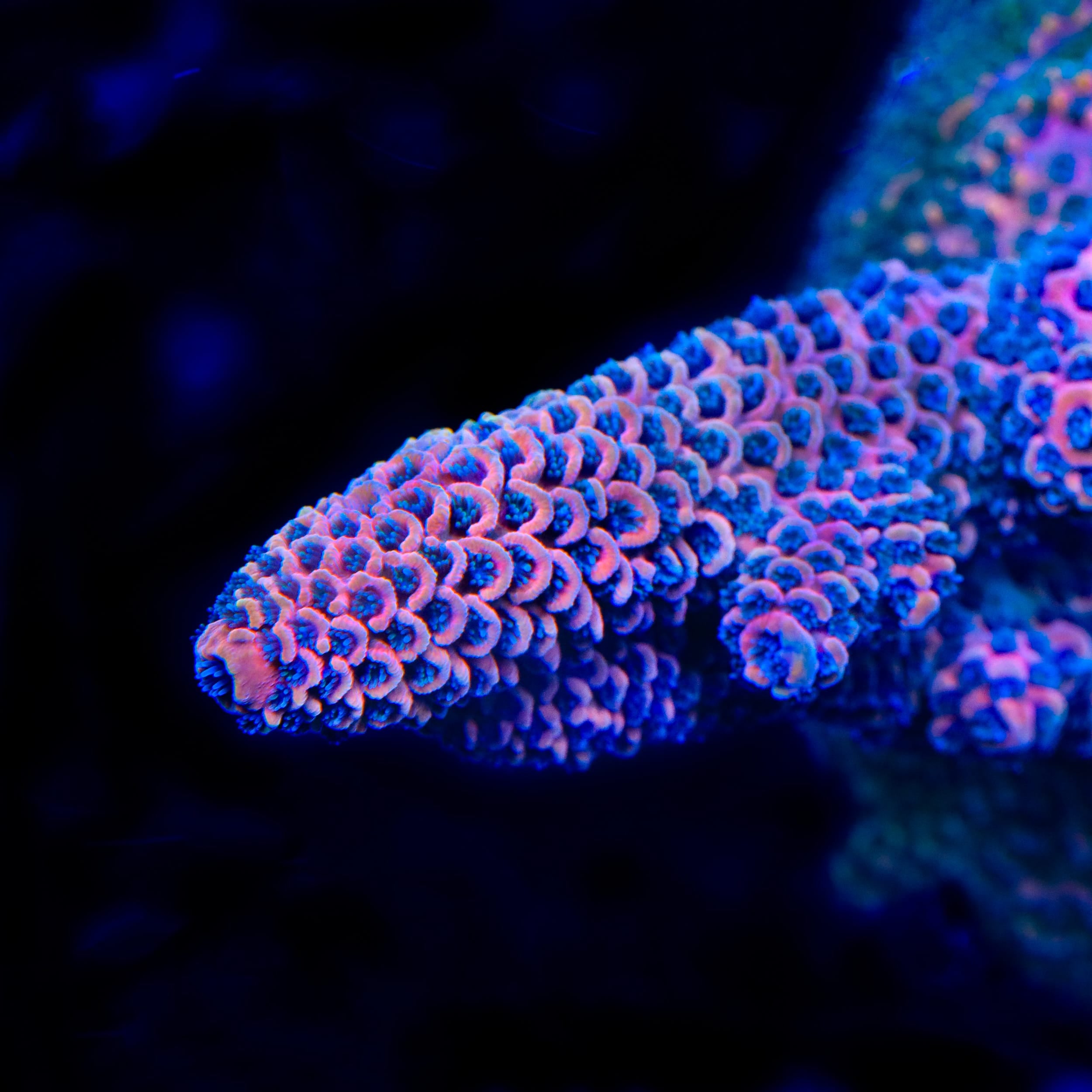 TSA Sunset Crush Spathulata Acropora Coral