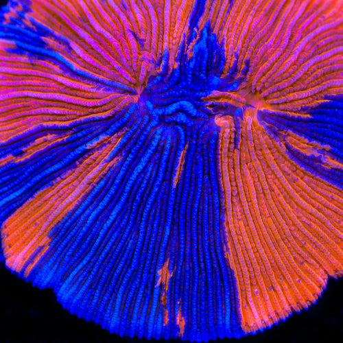 TSA Super Mario Aquacultured Plate Coral