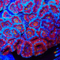 TSA Swirly Acan Coral
