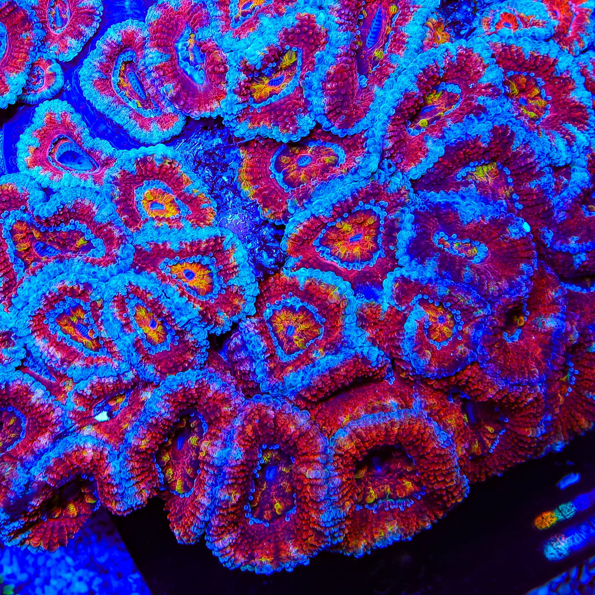 TSA Swirly Acan Coral