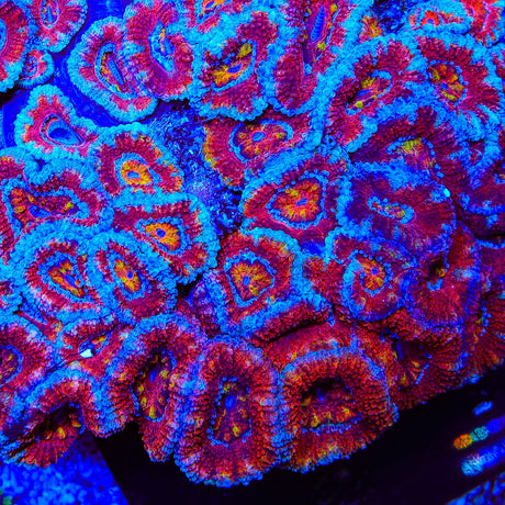 TSA Swirly Acan Coral