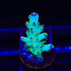 TSA Taj Mahal Acropora Coral