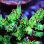 TSA Taj Mahal Acropora Coral