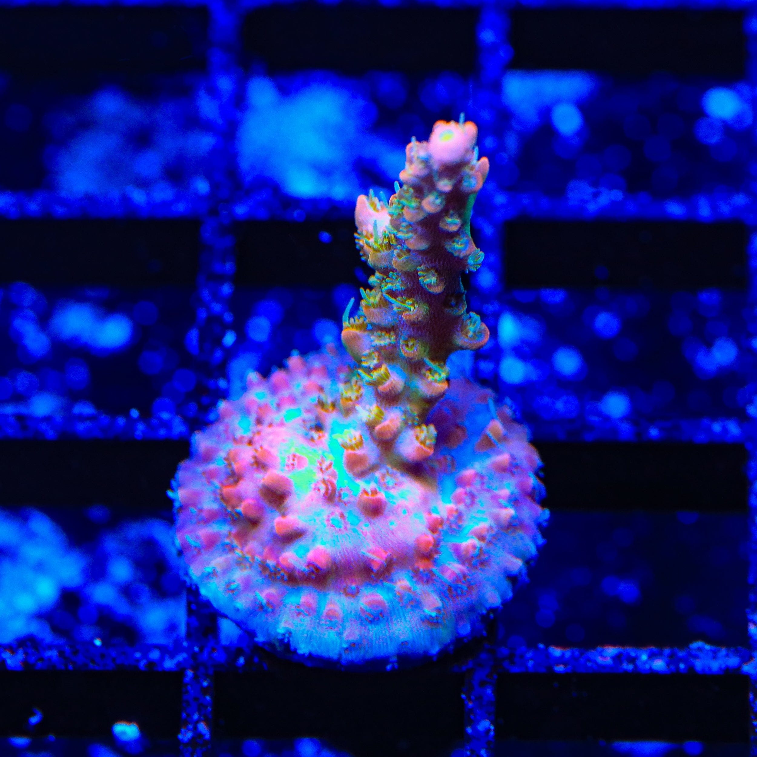 TSA Tangerine Spirit Acropora Coral